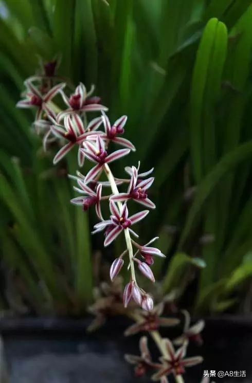 带你认识中华兰花纹瓣兰,顶级纹瓣兰图片