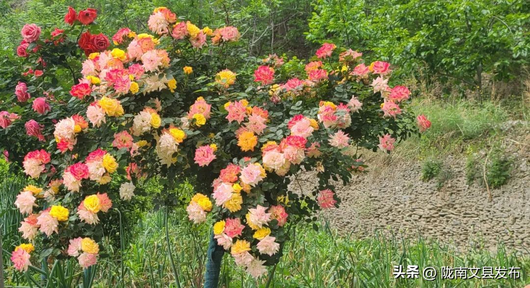 五一想去玩哪也没去,文县旅游一日游