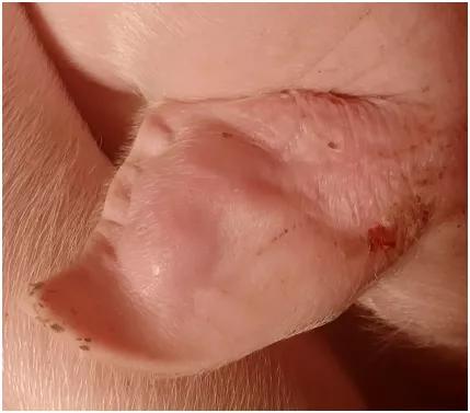 母猪手术后肿胀有硬块怎么办,母猪断奶后有硬块如何治疗