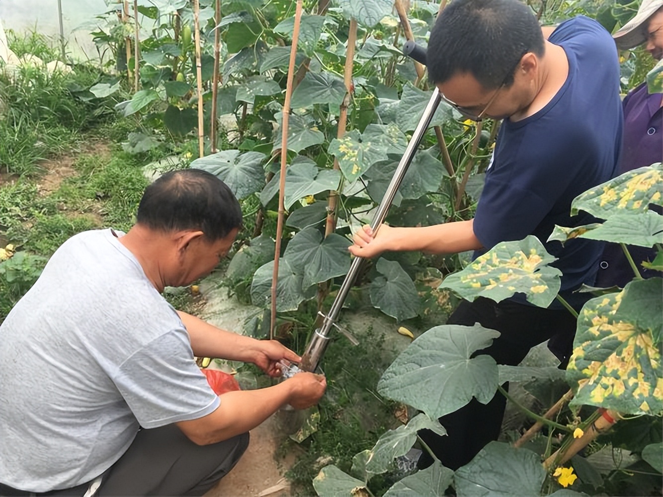 黄瓜叶片“镶金边”？可不是好事！多是7个病因，3个技巧产量高