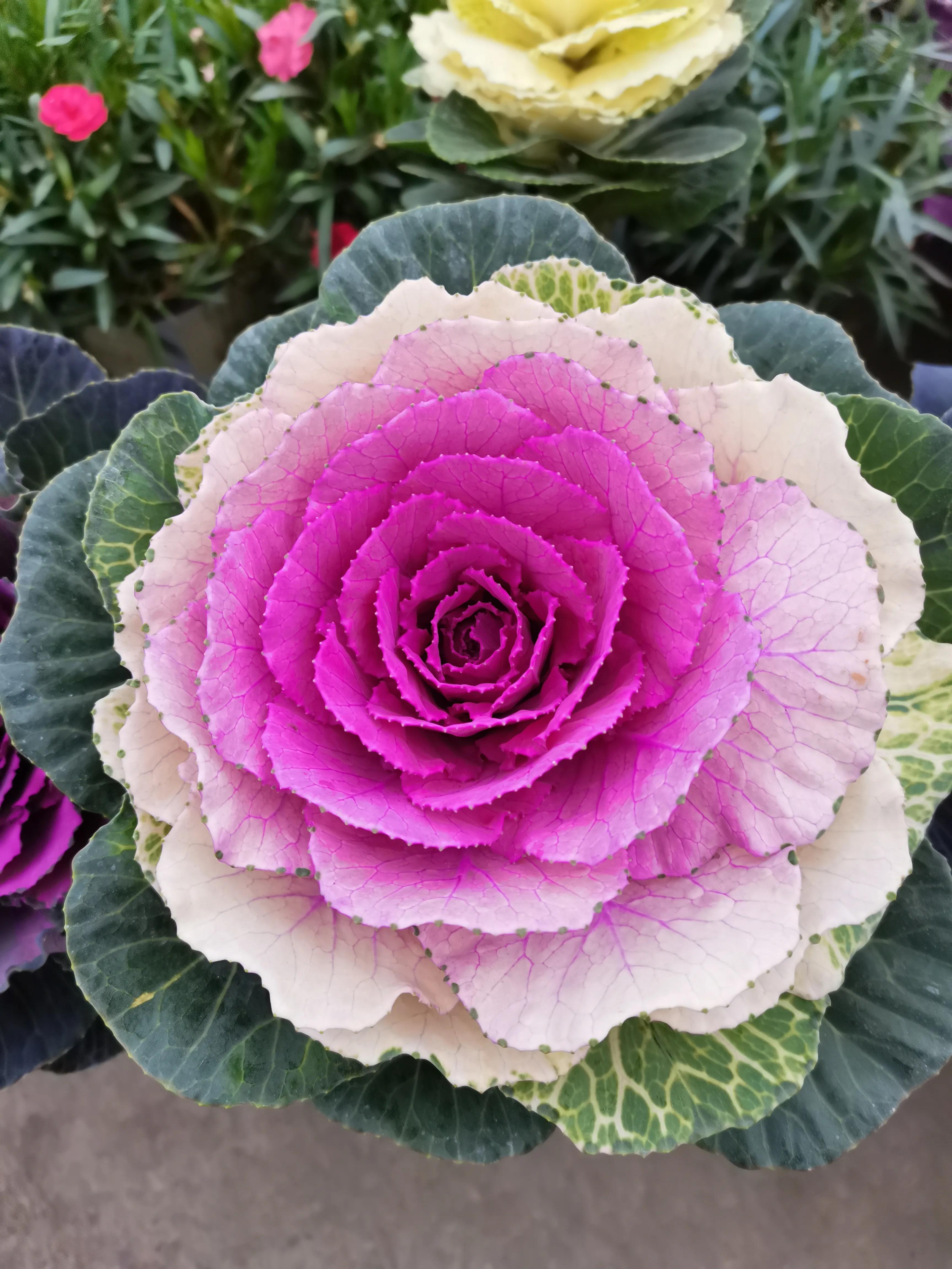 阴雨雾霾天逛月亮湾花市，郁闷不见了，心情舒朗愉悦