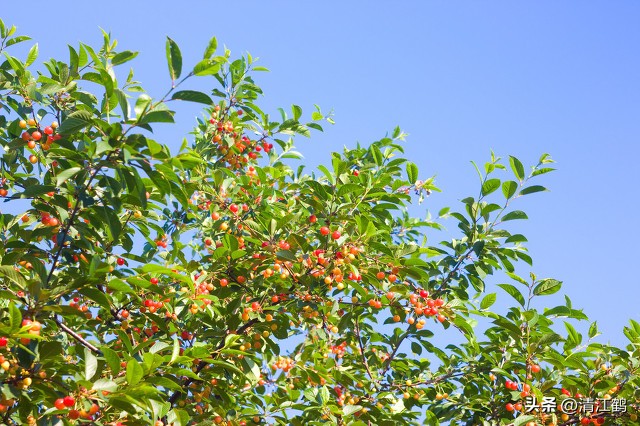 樱桃好吃树难栽完整故事,樱桃好吃树难栽家常版完整版