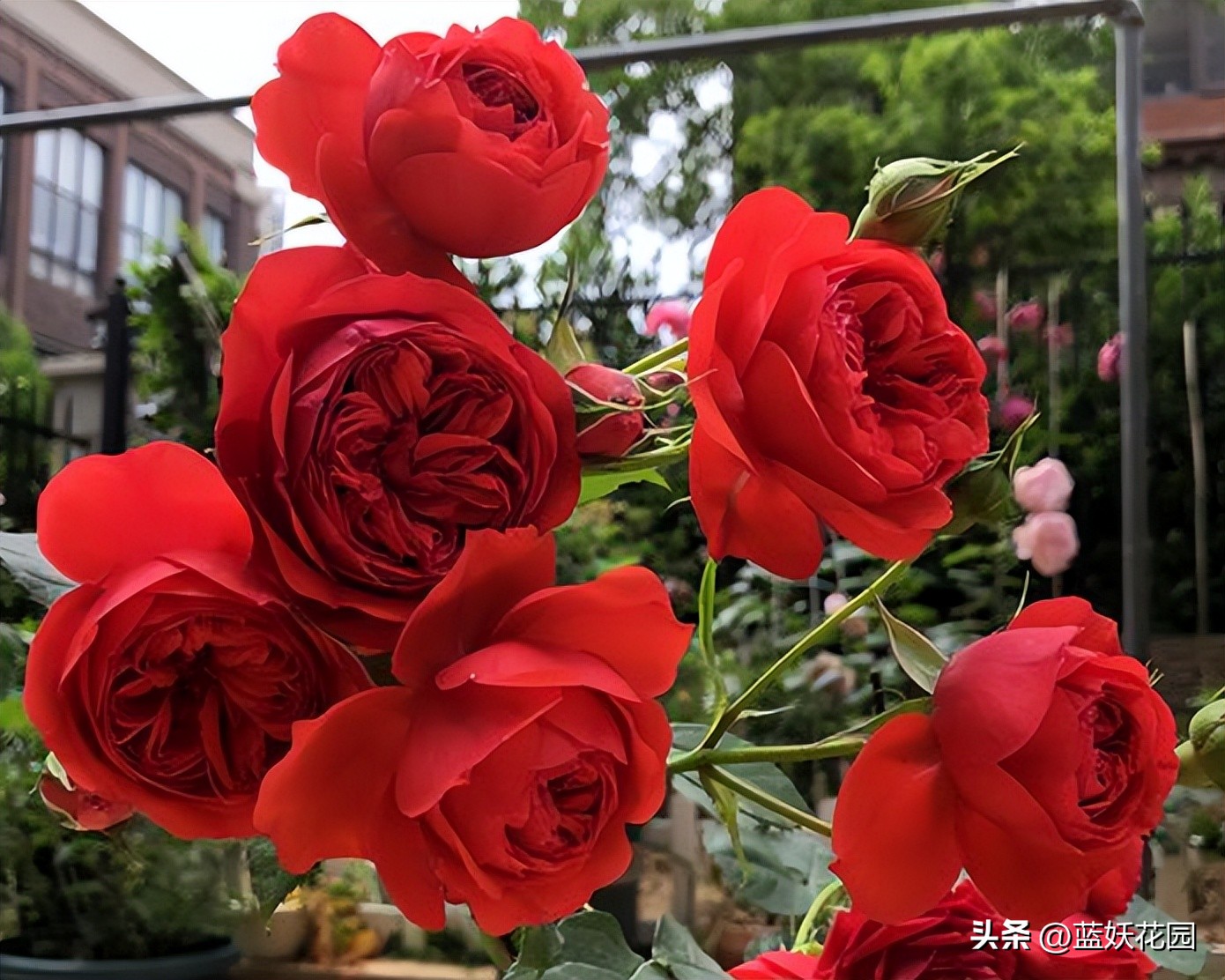 龙沙宝石花苞打不开就掉怎么回事,粉色龙沙宝石不开花怎么回事