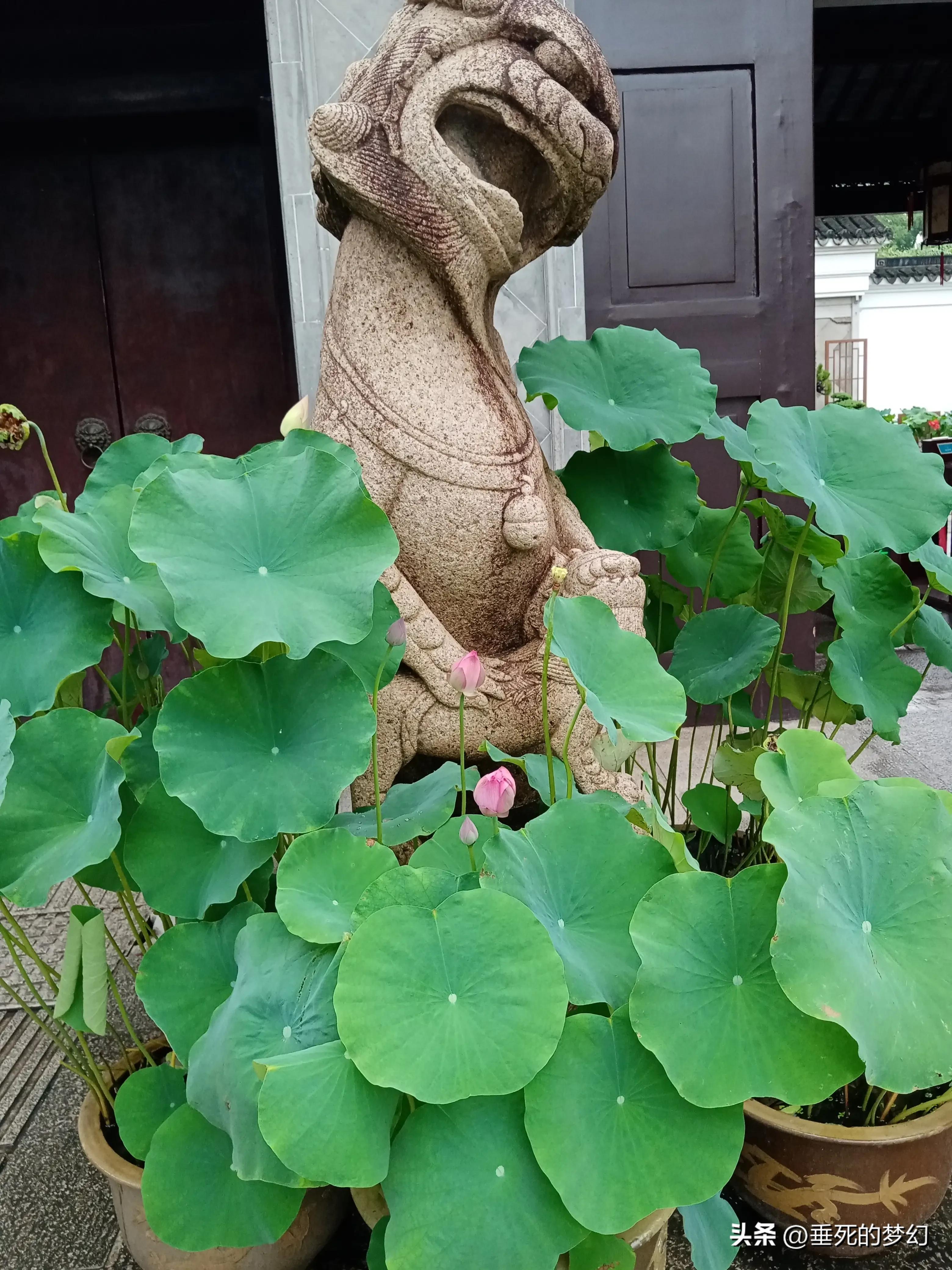 烟雨荷花情,荷花雨中