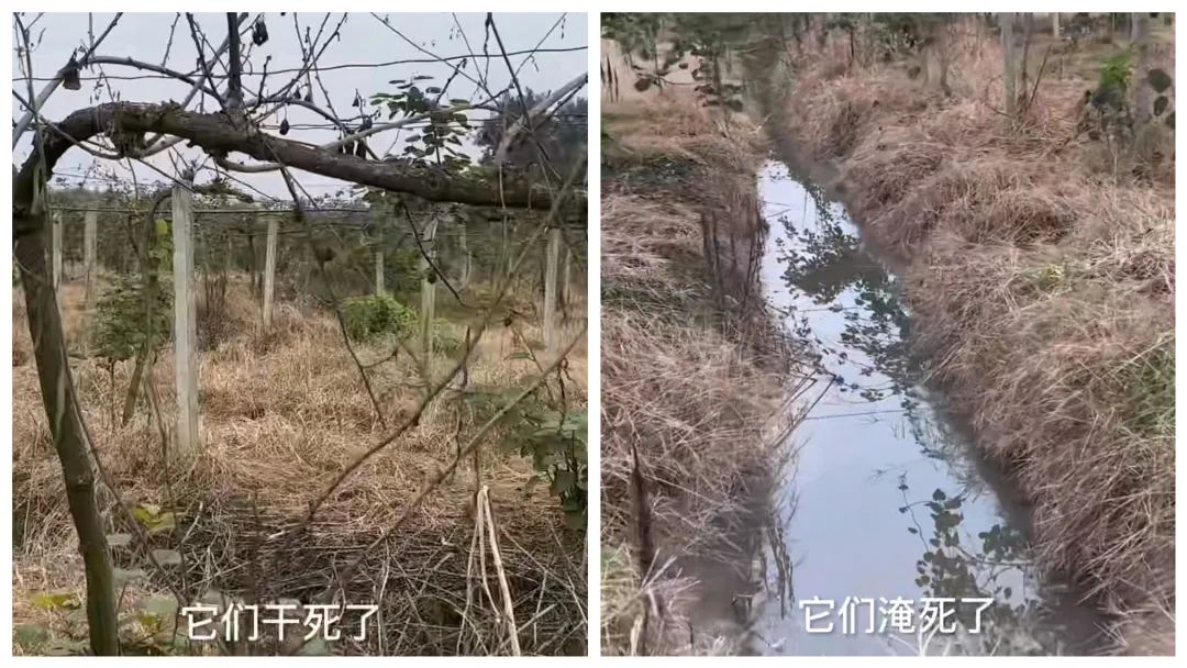 如何利用互联网+打造现代农业,现代化农业种植新模式