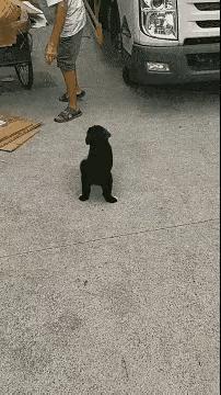 搞笑gif韩国爱豆,思密达的搞笑照片