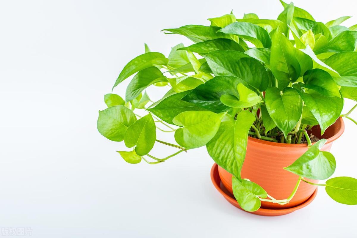 新装修的房子除甲醛放绿萝有用吗,刚装修好房子放绿萝吸甲醛好吗