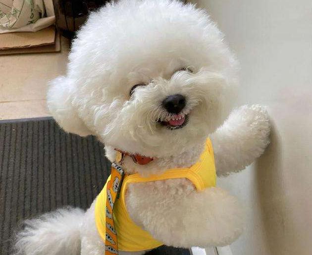 比熊犬一生中的5个阶段你知道吗,带你看看比熊犬