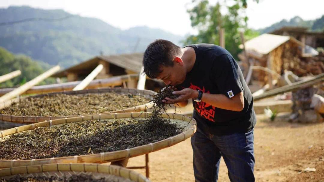 2023年古树春茶价格表,如何鉴别一款茶是古树纯料