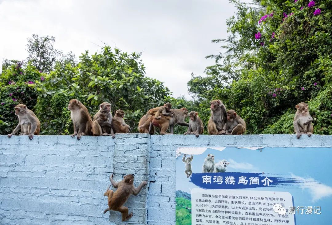 海南人去南湾猴岛,海南三亚南湾猴岛门票