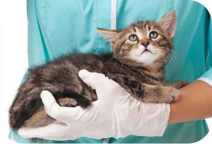 知识分享：猫咪的常见病毒性疾病（一）——猫泛白细胞减少症