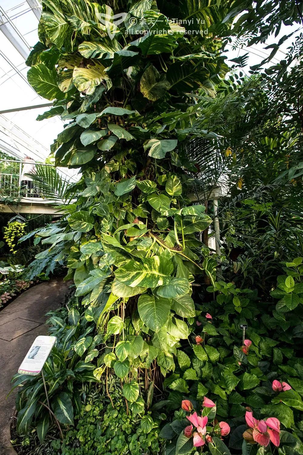 绿萝用什么肥料养才会开花,水培绿萝要多长时间才能开花