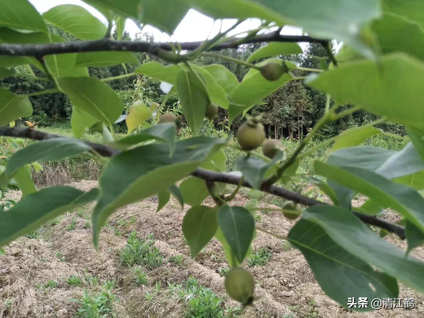 果皮光亮打什么药？多元素协同改善养分需求，才能真正净果靓果