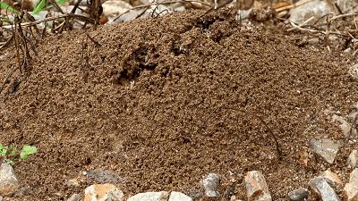 海关截获活体蚂蚁拿来干嘛,为什么海关经常查到活体蚂蚁