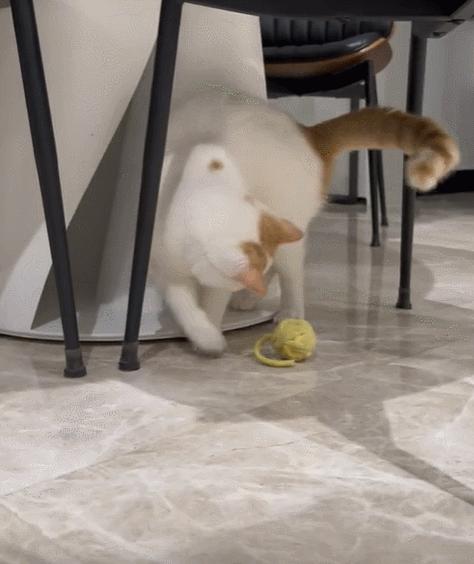 双眼失明的小猫,双目失明小猫