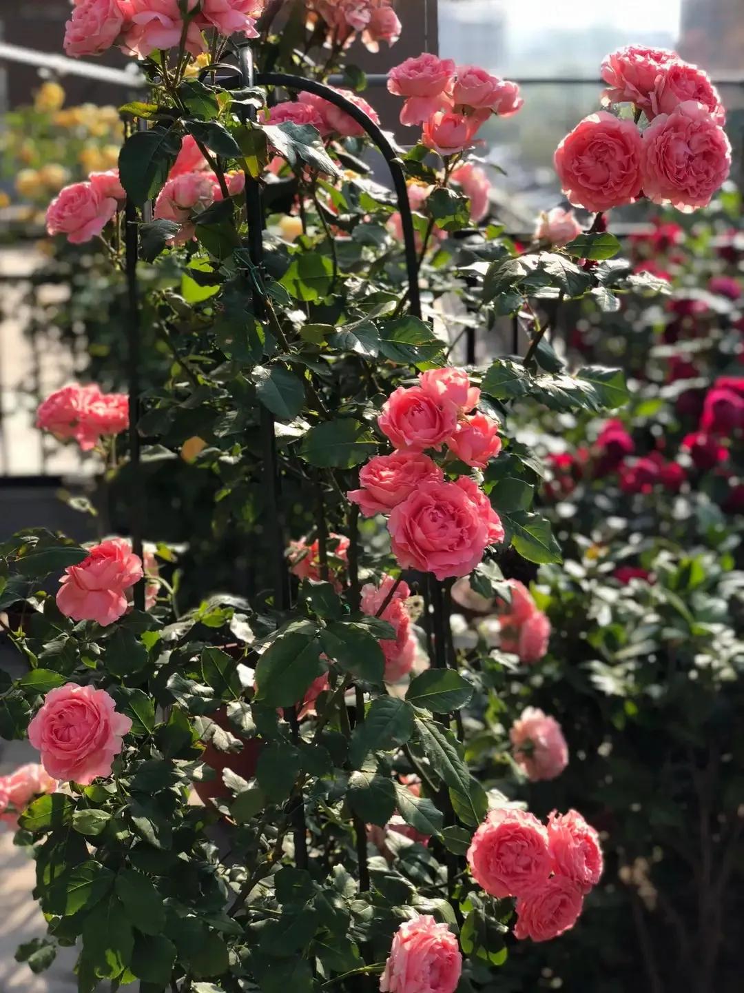 珊瑚果冻月季优缺点,珊瑚果冻月季图片