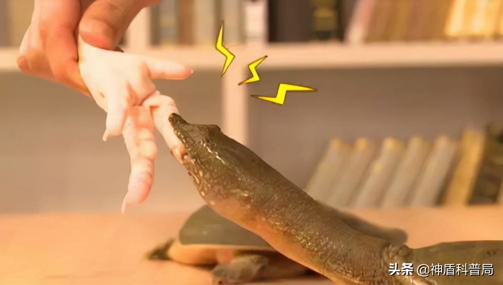 甲鱼和鳖还有王八是一种动物吗,甲鱼乌龟王八和鳖是一个东西吗