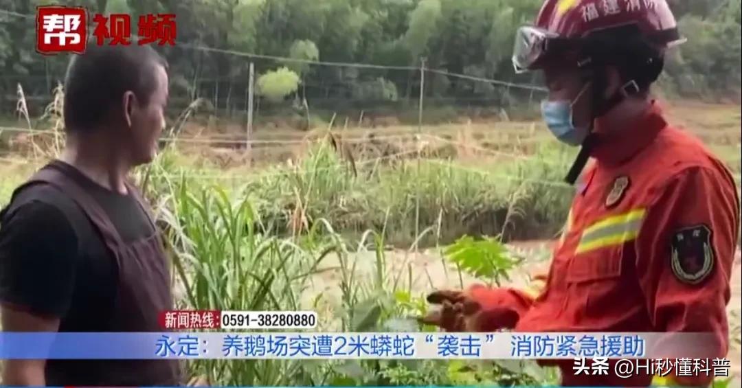 鹅粪真能杀蛇,中国民间故事蛇为什么不可以杀死