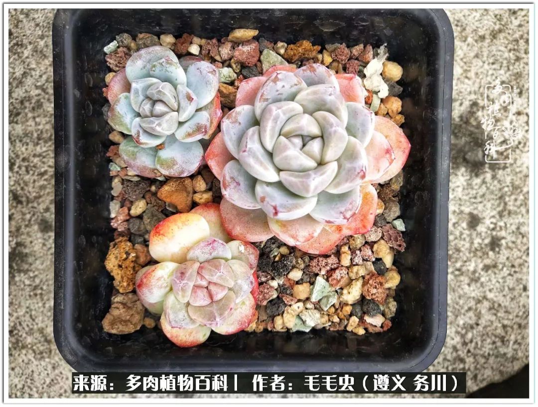 多肉可抵岁月,多肉之花语