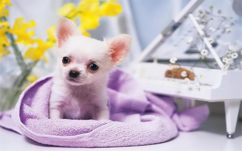 狗狗饲养指南,狗狗基本常识咨询