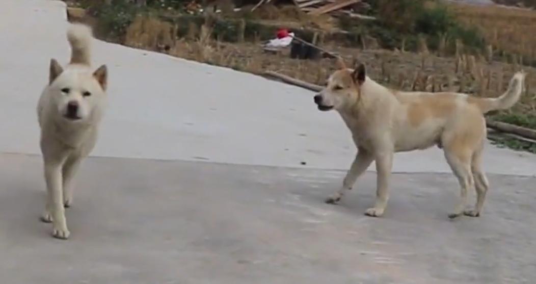 老人说：“家里来6种动物，日子越过越富”，哪6种动物？有道理吗