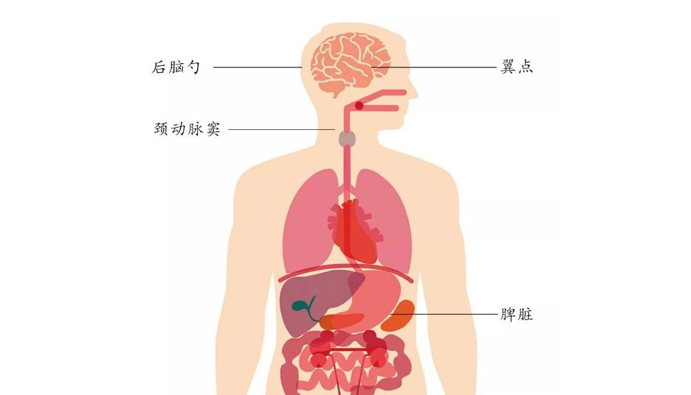 女性的胸部真的重要吗,女性的胸部为什么不能随便挤压
