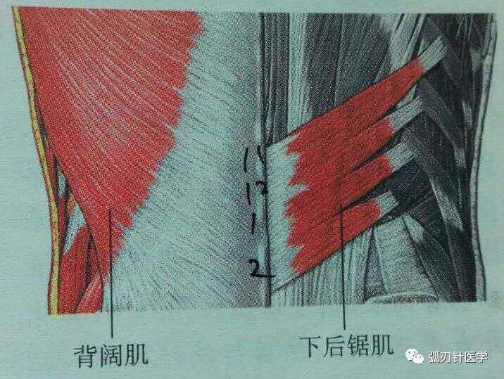 经常被忽视的肌肉有哪些,下后锯肌疼痛和坐姿有关吗