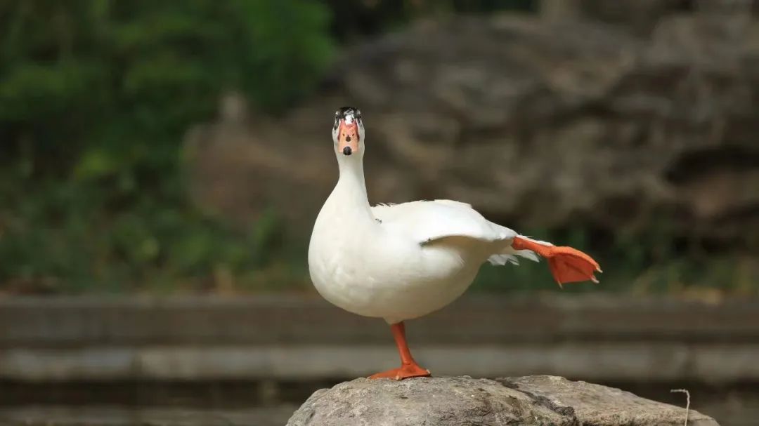 师大寻鸟记，这些小可爱，你都见过吗？