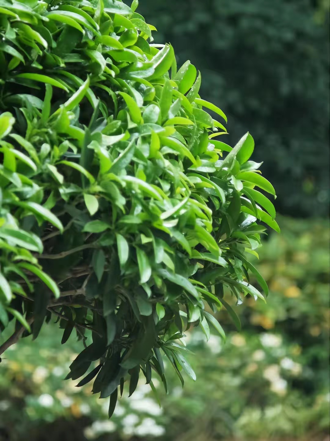 富士长焦镜头55-200拍视频怎么样,富士长焦镜头100-400多少钱二手