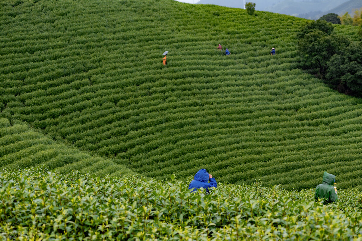 地理标志产品历史渊源,中国第一文化名茶