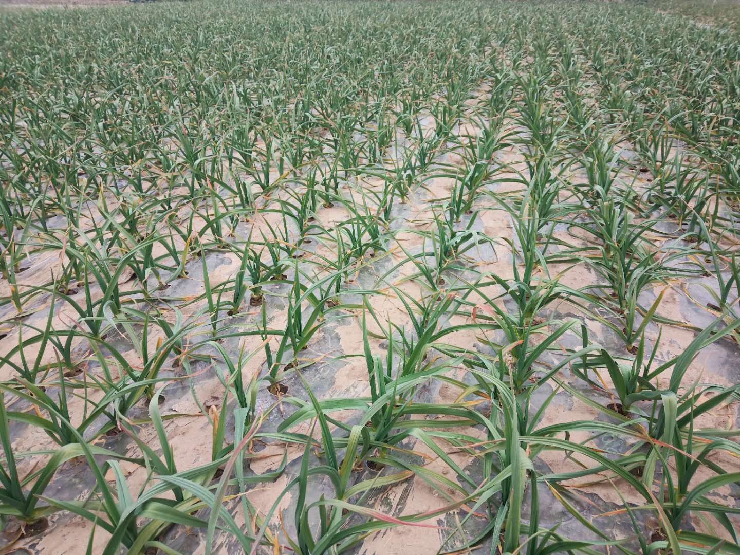 霜降种植大蒜晚吗,露地大蒜怎样才能安全越冬