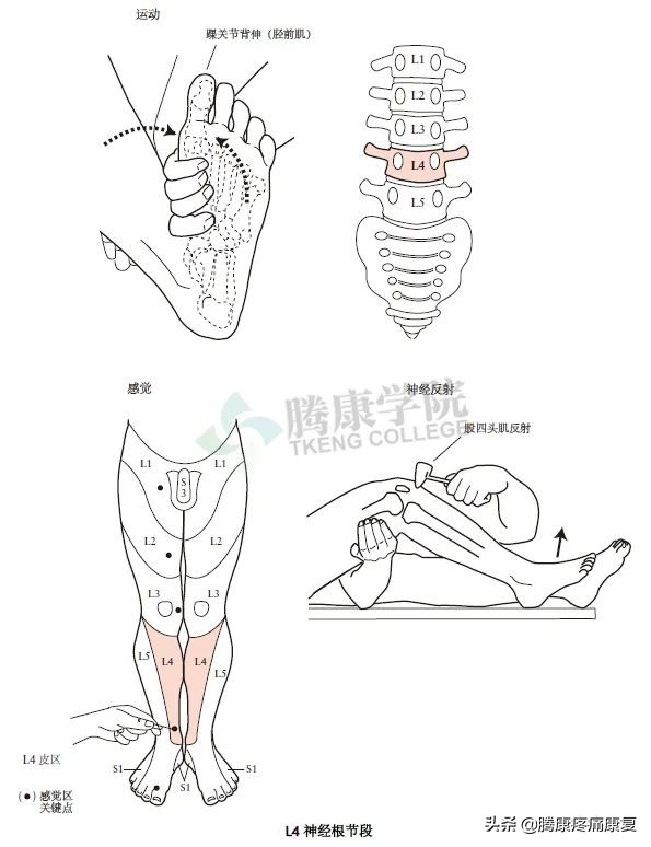 腰骶丛神经检查痛苦吗,腰骶椎不舒服怎样检查