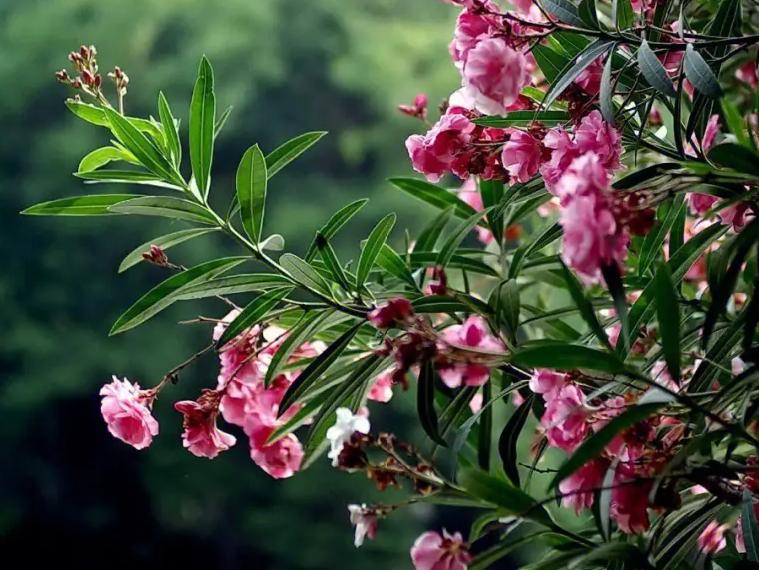 越漂亮的花越有毒快来认识这18种,什么花特别好看却有毒