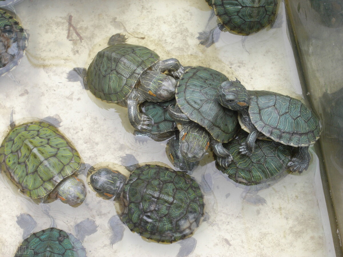 小巴西龟怎么养才能把它养大,怎么养巴西龟才能把它快速的长大