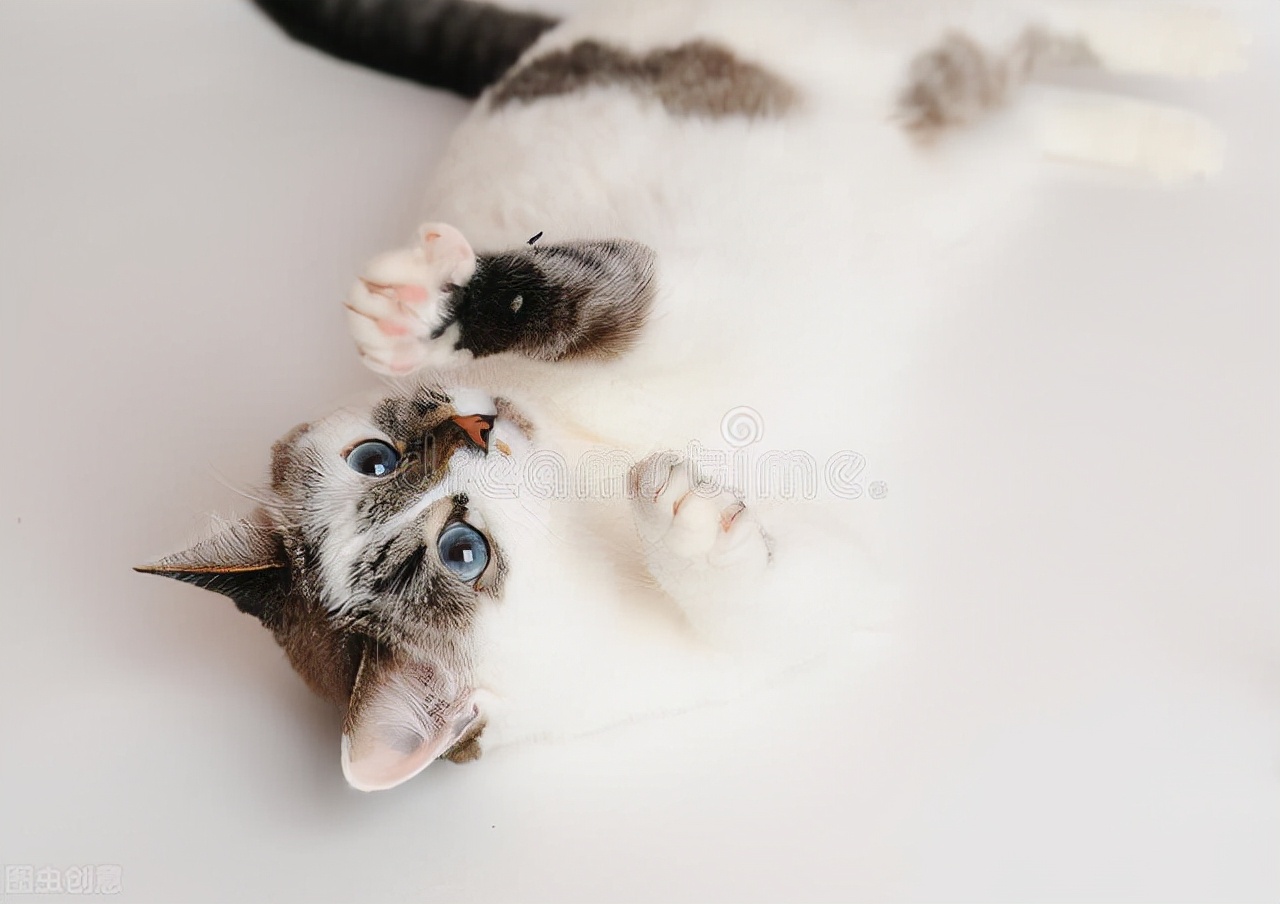 科普一下宠物托运注意事项,宠物运输服务常识