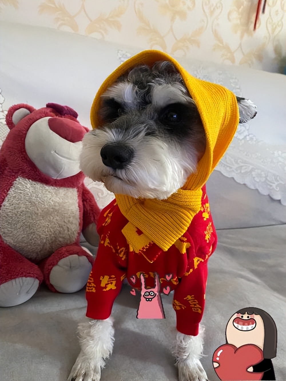 为什么雪纳瑞容易得皮肤病,为什么雪纳瑞越打越凶