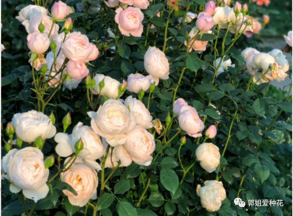 十大最耐雨的月季品种,耐晒耐雨淋的月季品种推荐