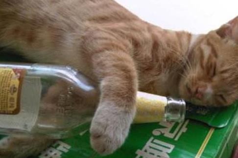 猫咪铲屎官喝醉,铲屎官给猫咪喝猫酒