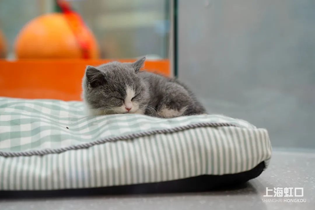 狗道宠物上海嘉定店,狗道宠物百联南方店