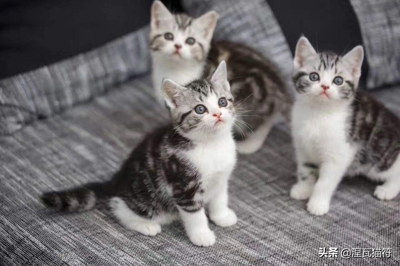 美短棕虎斑成年猫多少钱,美短虎斑猫有白毛领