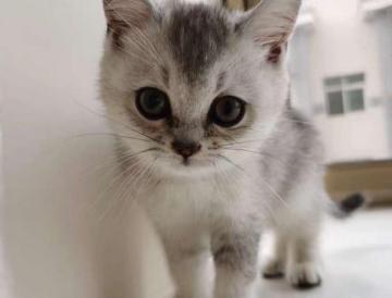 幼猫喂养指南猫粮,铲屎官训练狗狗和猫咪