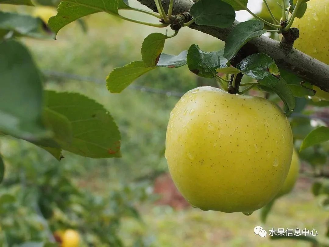 苹果排名第一是哪种苹果,苹果品种好吃排名