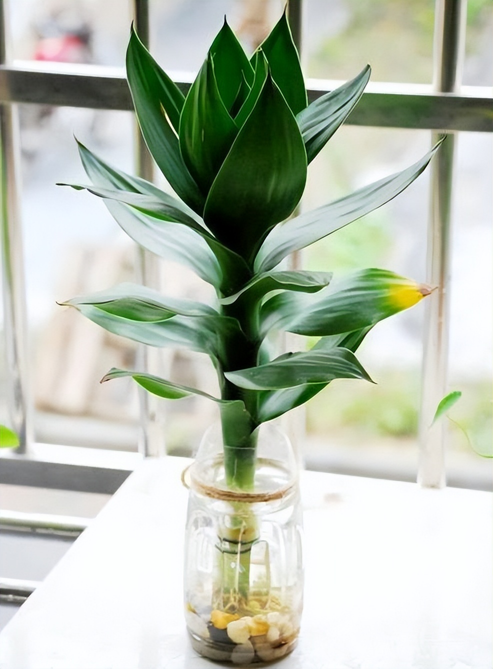 办公室水培富贵竹一般养几根最好,水培富贵竹养几根才最好吉利