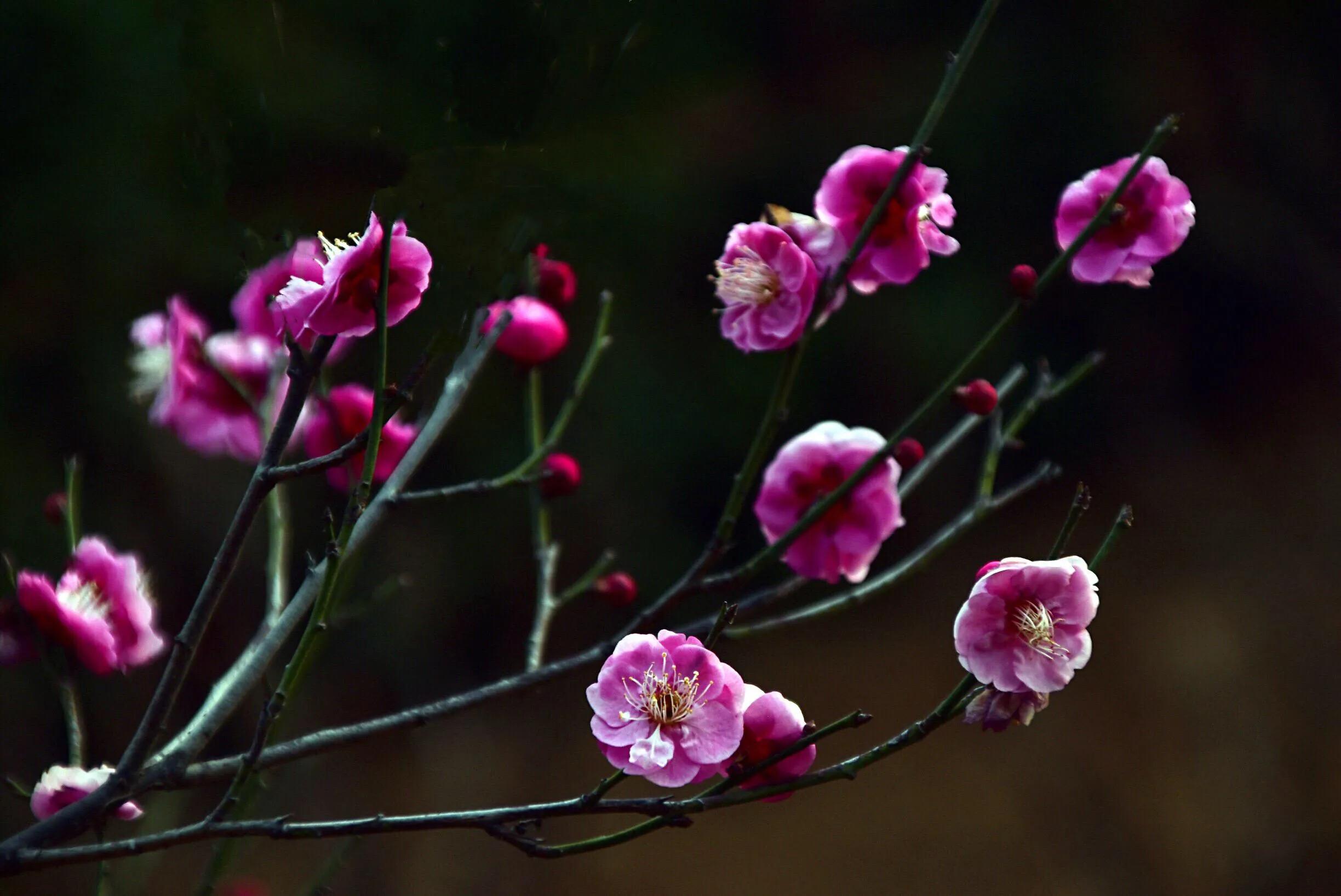 花卉摄影秋日的浪漫,花卉摄影春暖梅花开