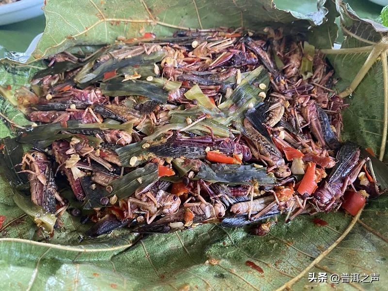 有一种味道叫普洱丨花吃够了，该吃虫了！