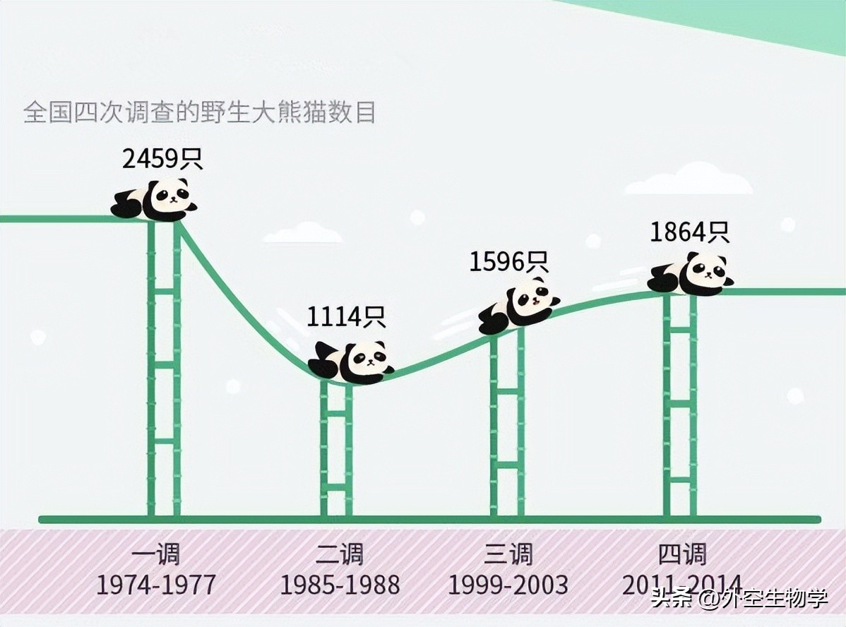 野生小熊猫的生活视频,大熊猫竹林真实图片
