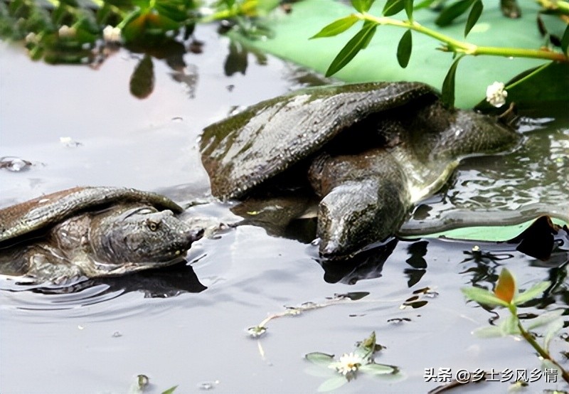 稻田甲鱼养殖新模式,生态甲鱼养殖成功案例