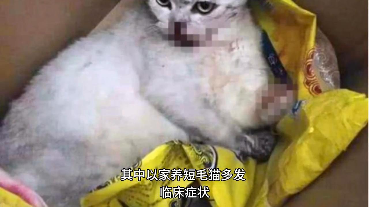 肥厚型心肌病猫,犬猫疾病诊疗视频