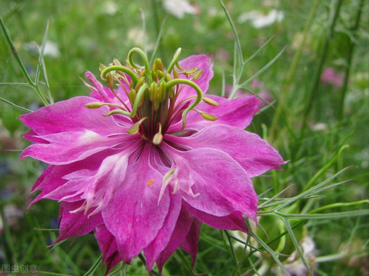 感恩母亲节祝自己节日快乐,母亲节感恩祝福词妈妈我爱你