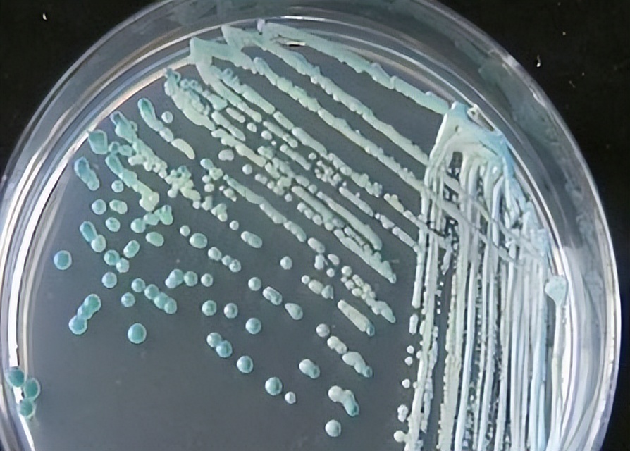 海藻糖代谢,海藻糖对植物抗逆性的作用